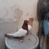 سینه دوکاکله|پرنده|شیراز, بازار|دیوار