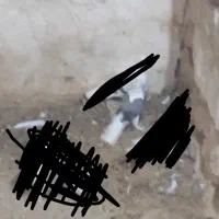 پرنده|پرنده|خورموج, |دیوار