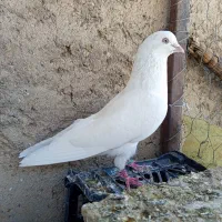 کبوتر چشم نوک سفید مهر