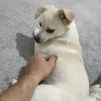 سگ ماده 7ماهه