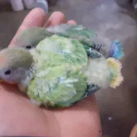 فروش جوجه طوطی برزیلی|پرنده|زنجان, |دیوار