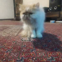 گربه پرشین|گربه|شیراز, انجیره|دیوار