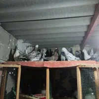 کبوتر|پرنده|قشم, |دیوار