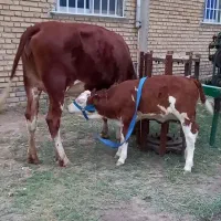 سونوگرافی دام