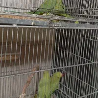 جوجه های ملنگو ..عروس ..برزیلی|پرنده|ملارد, |دیوار