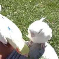 جفت عروس هلندی آماده|پرنده|نقده, |دیوار