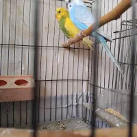 مرغ عشق|پرنده|شیراز, جرسقان|دیوار
