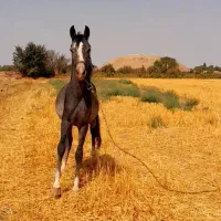 کره اسب عرب|اسب و تجهیزات اسب‌سواری|دشتابی, |دیوار