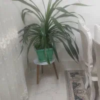 گلها فروشی سالم کاشمر