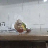 گرینچیک دستی و خانگی|پرنده|کرج, کوی امامیه|دیوار