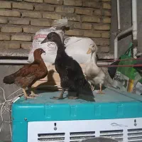 اردک و جوجه|حیوانات مزرعه|کرمانشاه, |دیوار