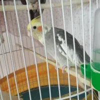 عروس هلندی نر