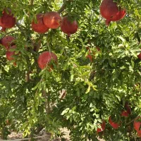 انار ممتاز درجزین