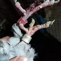 کفتر شهرستانی پلاکی مسافتی|پرنده|فردیس, شهرک شهید حسینی|دیوار