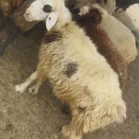 سه راس میش سرحال