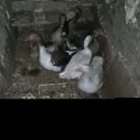 غاز بزرگ
