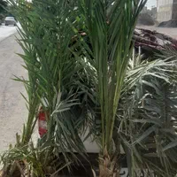 فروش درخت خرما|گل و گیاه طبیعی|اصفهان, اصفهانک|دیوار