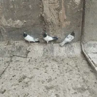 کبوتر گرفتنی|پرنده|قم, ولیعصر|دیوار