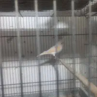 یک عددقناری ماده موزایکی یک هفته دیگه کاملن اماده|پرنده|اهواز, کوروش|دیوار