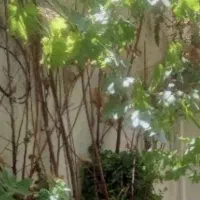 اجاره/ویلایی ۷۵متری حیاط دار / یک طبقه/ املاک karo