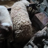 بره نر|حیوانات مزرعه|ایوان, |دیوار