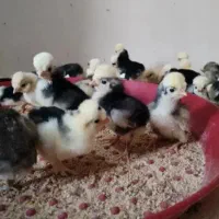 جوجه لهستانی ۳ روزه فول کیفیت
