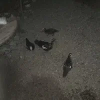 لیک معاوضه با بره و بز|حیوانات مزرعه|گرگان, |دیوار