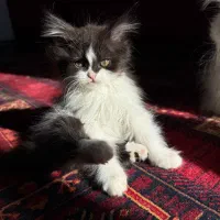 بچه گربه پرشین اصیل