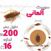 سمپاشی سوسک ریز کابینتی
