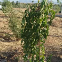 باغ ۱۰۰۰ متری جاده بیستون|فروش زمین و ملک کلنگی|کرمانشاه, |دیوار