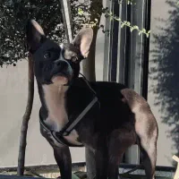 سگ بوستن تریر امریکایی