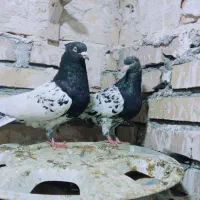 کفتر|پرنده|مشهد, شهرک شهید باهنر|دیوار