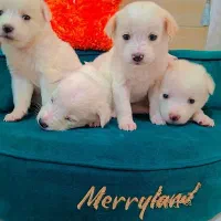 پامر اشپیز عروسکی