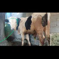 گوساله سیمینتال نر داشتی خالص