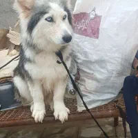 سگ هاسکی پا کوتاه