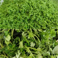 سبزیجات آماده فقط ۴۹ هزار