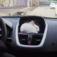 خرگوش مینیاتوری|موش و خرگوش|خرمآباد, |دیوار