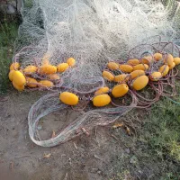 جل قایق حلوا|ماهیگیری|بمانی, |دیوار