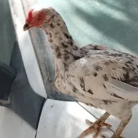 ماکیان نژاد دار حراج