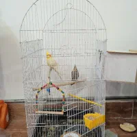 فروشی|پرنده|مشگین شهر, |دیوار