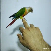طوطی گرینچیک ..سانچیک|پرنده|شیراز, شاپورجان|دیوار