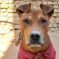 واگزاری سگ پیتبول