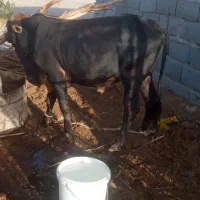 گاو|حیوانات مزرعه|رودبار (کرمان), |دیوار