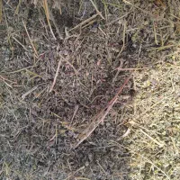 گیاه داروی خشک توگونی|عمدهفروشی|خزل, |دیوار