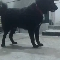 سگ قهدریجانی