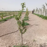فروش زمین در جاده ورامین پشت شهرک ولی عصر خوش قیمت|فروش خانه و ویلا|ری, ولی آباد|دیوار