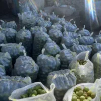 خرید و فروش انواع گردو و بادام بصورت نقدی|خدمات باغبانی و درختکاری|شهرکرد, |دیوار