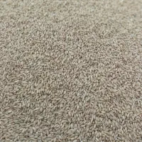 گندم دیم بوجاری شده|خدمات باغبانی و درختکاری|فیروزآباد (لرستان), |دیوار