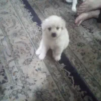 اشپیتز پامر