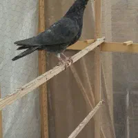 کبوتر المانی